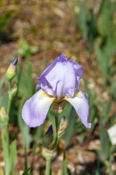 Iris (Genus)