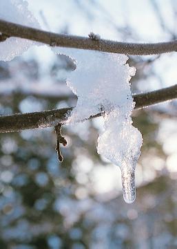 Eiszapfen, Ice, impression, twig, Winter impression, Winter