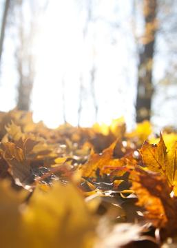 atmosphere, Autumn, fall foliage, foliage, impression, Norwey Maple
