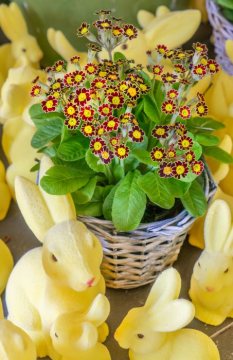 Easter bunny, Easter decoration, Easter, Primula (Genus)