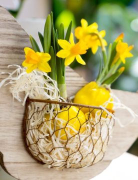 Blumenzwiebel, daffodil (Genus), Easter