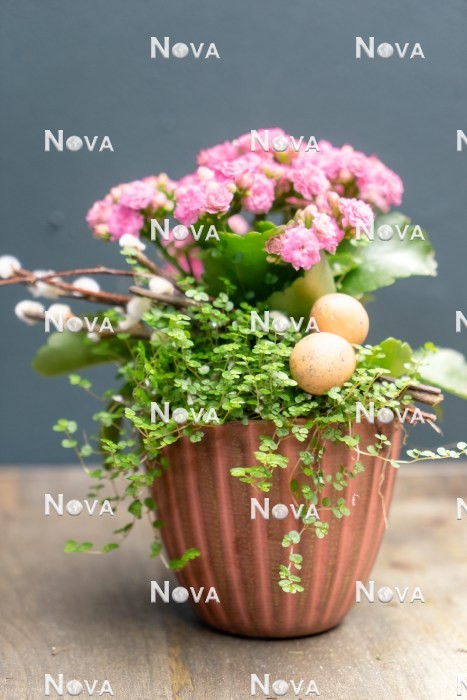 N2301937 Easter planting with Kalanchoe