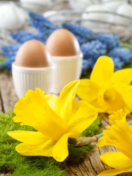 daffodil (Genus), Easter egg, Easter eggs, Easter