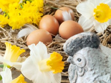 daffodil (Genus), Easter egg, Easter eggs, Easter