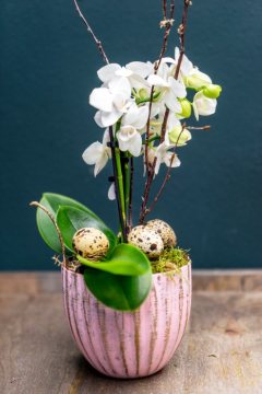 Easter eggs, moth orchid (Genus), Quail eggs