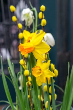 daffodil (Genus), Easter, fritillary (Genus), Goat Willow