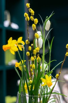 daffodil (Genus), Easter, fritillary (Genus), Goat Willow