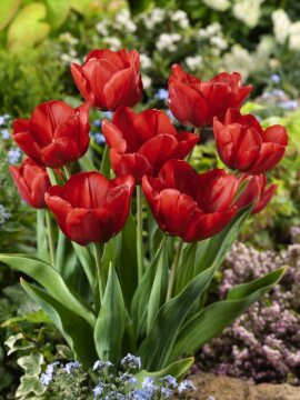 Tulipa Single Early