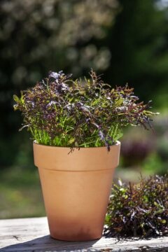Brassica rapa subsp. nipposinica