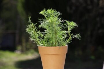 Artemisia abrotanum var. maritima