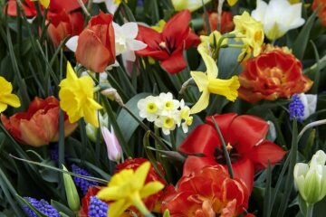 daffodil (Genus), Muscari armeniacum, Tulipa (Genus)
