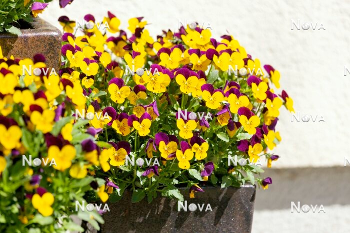 N0929479 Viola cornuta in plant container