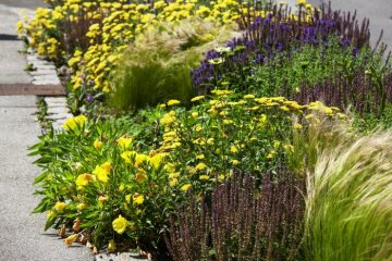 Achillea millefolium, Drought tolerant garden, Echinacea purpurea, evening primrose (Genus), Stipa tenuissima, Woodland Sage