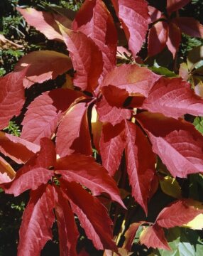 Herbstfärbung, Parthenocissus quinquefolia var. quinquefolia