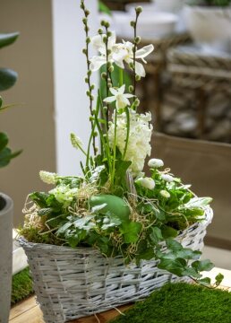 basket, Bellis perennis, Common Ivy, daffodil (Genus), Easter egg, Goat Willow, Hyacinthus (Genus)