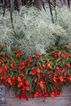 Artemisia mauiensis, Begonia Cascade