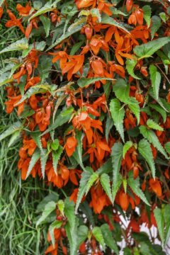 Begonia Cascade