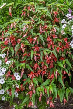 Begonia Cascade