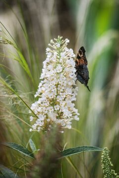 Butterfly, impression, Summer lilac «butterflybush (Genus)»