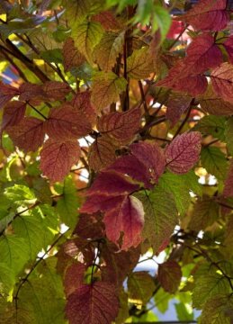 Campsis radicans, Herbstfärbung