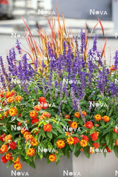 N1525903 Plant container with annuals