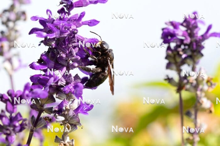 N2102520 Carpenter bee on Salvia farinacea