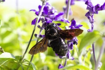 Bienennährpflanze, Salvia farinacea