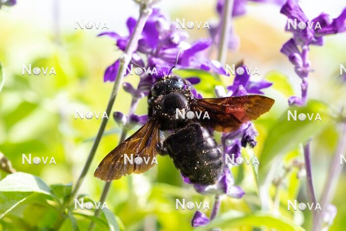 N2102521 Carpenter bee on Salvia farinacea