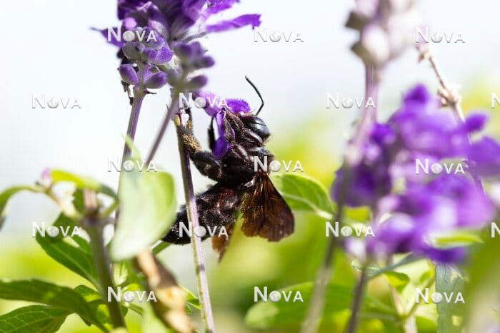 N2102522 Carpenter bee on Salvia farinacea