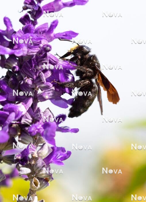 N2102523 Carpenter bee on Salvia farinacea