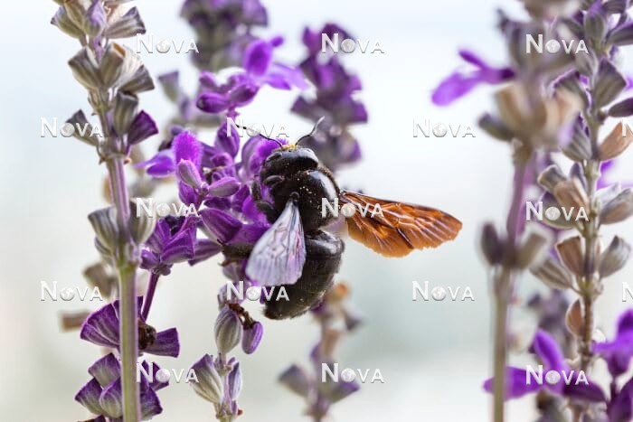 N2102524 Carpenter bee on Salvia farinacea