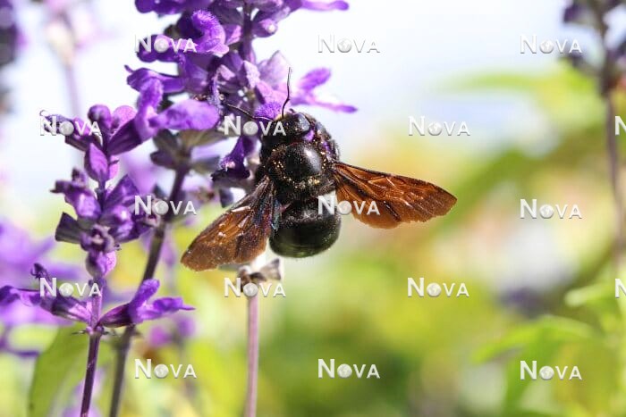 N2102525 Carpenter bee on Salvia farinacea
