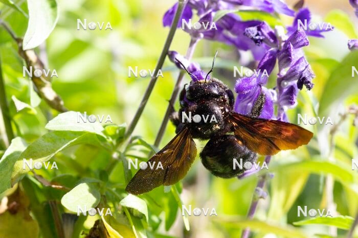 N2102526 Carpenter bee on Salvia farinacea
