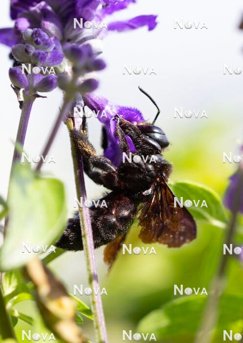 N2102527 Carpenter bee on Salvia farinacea