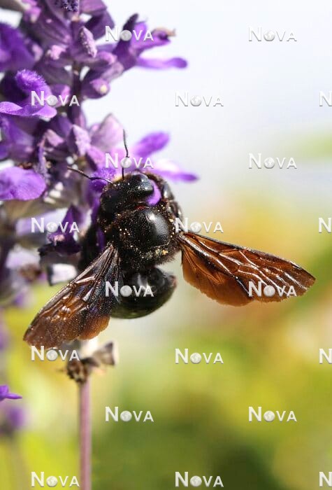 N2102528 Holzbiene auf Salvia farinacea
