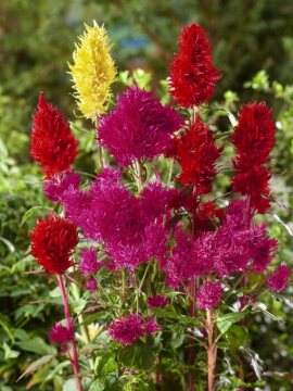Celosia Plumosus-Gruppe, Red Spinach