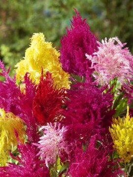 Celosia Plumosus-Gruppe, Red Spinach