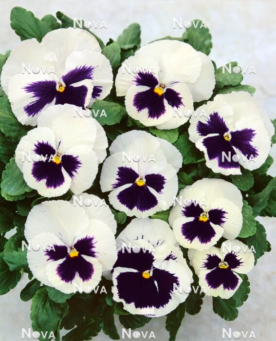 N1525991 Viola White with Blotch