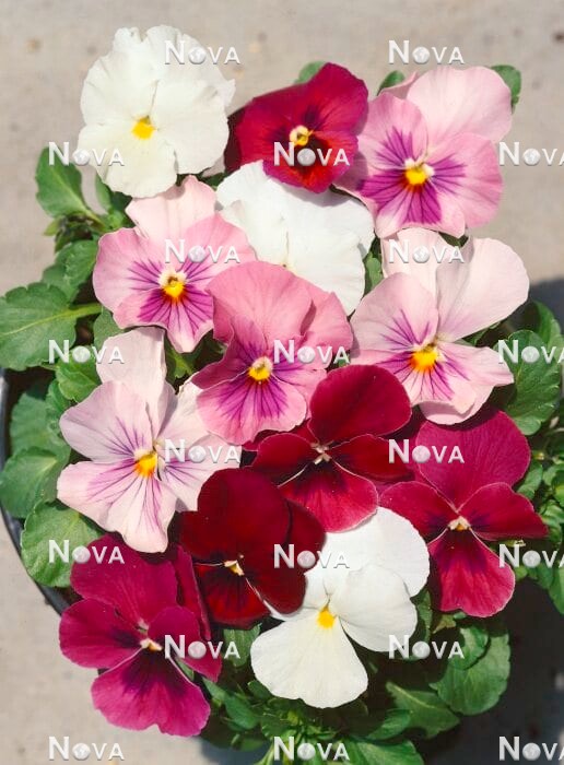 N1525995 Viola Nature™ Mix