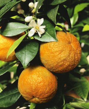 Citrus aurantium, Myrtle-leaf Orange