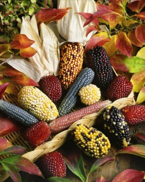 fall impression, ornamental Corn, Popcorn