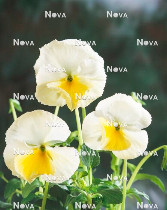 N1526049 Viola cornuta