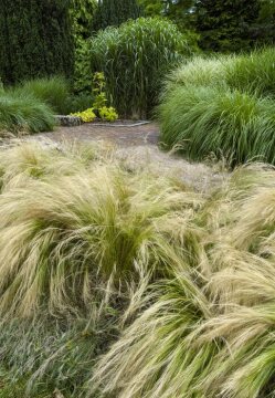 Garten, Ornamental Grass, silvergrass (Genus), Stipa tenuissima