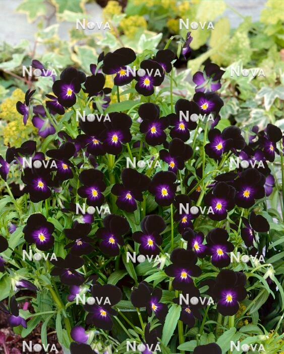 93 28 16 Viola x williamsiana Black Jack