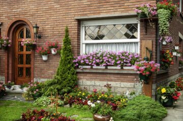 flower box, front garden, hanging basket, Pelargonium (Genus), window