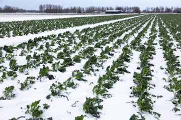 Cauliflower, Field, snow, Winter, Wintergemüse
