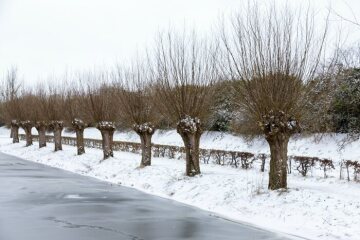 grove, snow, white willow, Winter