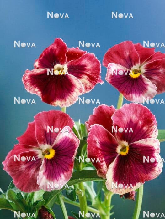 N1526299 Viola Rose Shades