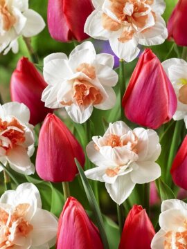 Narcissus Double, Triumph tulip