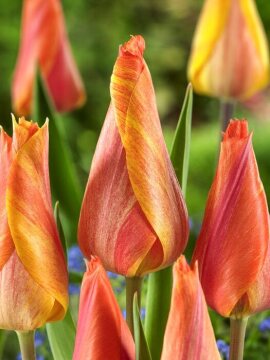 Tulipa Single Late